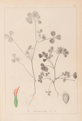 Herbier de la flore française Pl0348 - Louis Antoine Cusin — artwork view