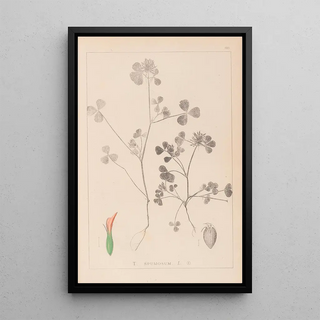 Herbier de la flore française Pl0348 - Louis Antoine Cusin — framed artwork on a wall
