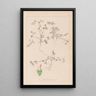 Herbier de la flore française Pl0349 - Louis Antoine Cusin — framed artwork on a wall