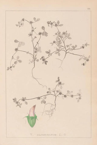 Herbier de la flore française Pl0349 - Louis Antoine Cusin — artwork view