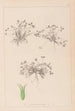 Herbier de la flore française Pl0350 - Louis Antoine Cusin — artwork view