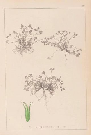 Herbier de la flore française Pl0350 - Louis Antoine Cusin — artwork view