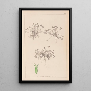 Herbier de la flore française Pl0350 - Louis Antoine Cusin — framed artwork on a wall