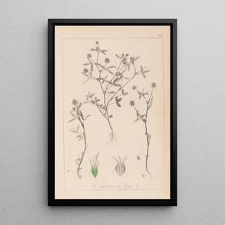 Herbier de la flore française Pl0351 - Louis Antoine Cusin — framed artwork on a wall