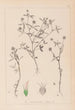 Herbier de la flore française Pl0351 - Louis Antoine Cusin — artwork view