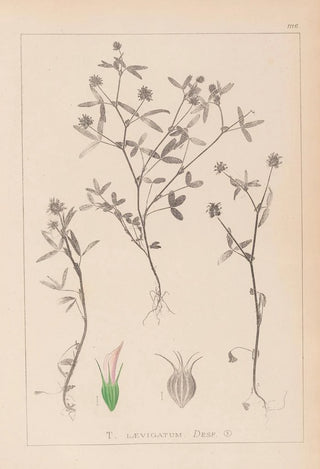 Herbier de la flore française Pl0351 - Louis Antoine Cusin — artwork view