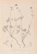 Herbier de la flore française Pl0352 - Louis Antoine Cusin — artwork view