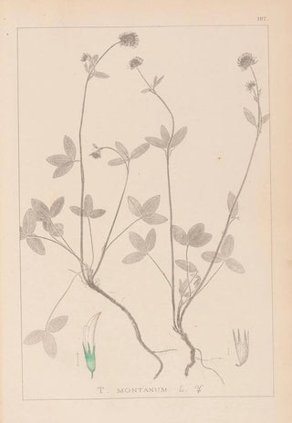 Herbier de la flore française Pl0352 - Louis Antoine Cusin — artwork view