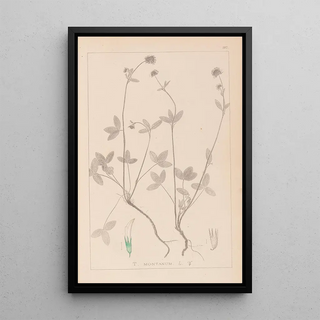 Herbier de la flore française Pl0352 - Louis Antoine Cusin — framed artwork on a wall