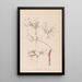 Herbier de la flore française Pl0354 - Louis Antoine Cusin — framed artwork on a wall