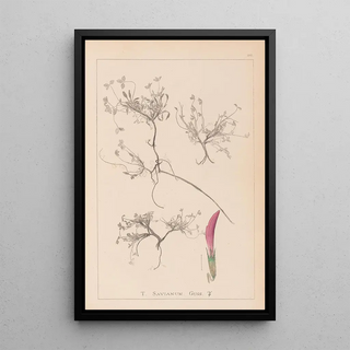 Herbier de la flore française Pl0354 - Louis Antoine Cusin — framed artwork on a wall