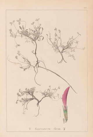 Herbier de la flore française Pl0354 - Louis Antoine Cusin — artwork view