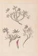 Herbier de la flore française Pl0355 - Louis Antoine Cusin — artwork view
