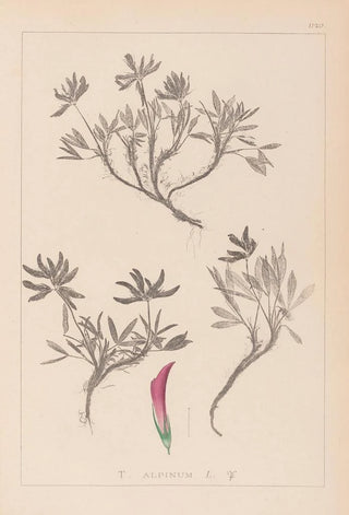 Herbier de la flore française Pl0355 - Louis Antoine Cusin — artwork view
