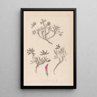 Herbier de la flore française Pl0355 - Louis Antoine Cusin — framed artwork on a wall