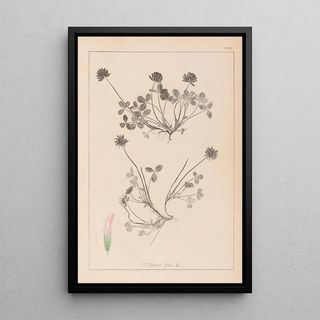 Herbier de la flore française Pl0356 - Louis Antoine Cusin — framed artwork on a wall