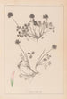 Herbier de la flore française Pl0356 - Louis Antoine Cusin — artwork view