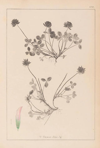 Herbier de la flore française Pl0356 - Louis Antoine Cusin — artwork view