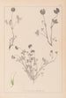 Herbier de la flore française Pl0357 - Louis Antoine Cusin — artwork view