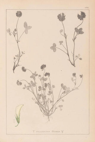 Herbier de la flore française Pl0357 - Louis Antoine Cusin — artwork view