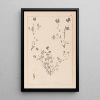 Herbier de la flore française Pl0357 - Louis Antoine Cusin — framed artwork on a wall