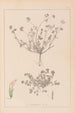 Herbier de la flore française Pl0359 - Louis Antoine Cusin — artwork view