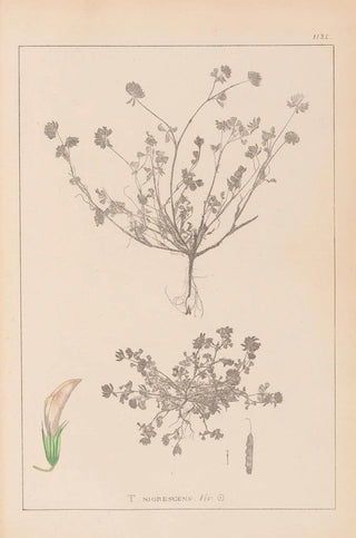 Herbier de la flore française Pl0359 - Louis Antoine Cusin — artwork view