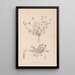 Herbier de la flore française Pl0359 - Louis Antoine Cusin — framed artwork on a wall