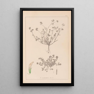 Herbier de la flore française Pl0359 - Louis Antoine Cusin — framed artwork on a wall