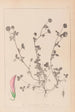 Herbier de la flore française Pl0360 - Louis Antoine Cusin — artwork view