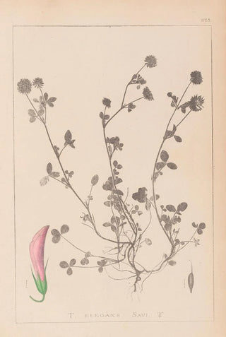 Herbier de la flore française Pl0360 - Louis Antoine Cusin — artwork view