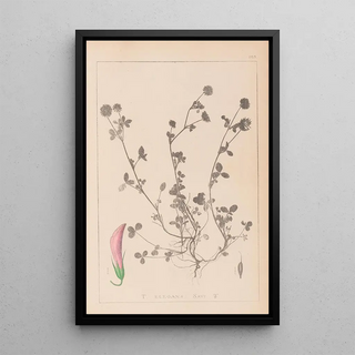 Herbier de la flore française Pl0360 - Louis Antoine Cusin — framed artwork on a wall