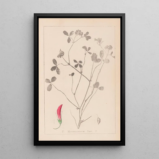 Herbier de la flore française Pl0361 - Louis Antoine Cusin — framed artwork on a wall