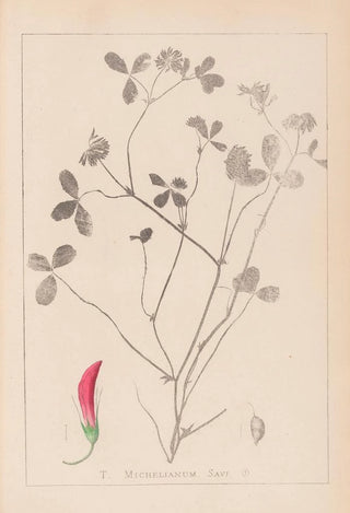Herbier de la flore française Pl0361 - Louis Antoine Cusin — artwork view