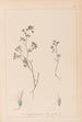 Herbier de la flore française Pl0362 - Louis Antoine Cusin — artwork view