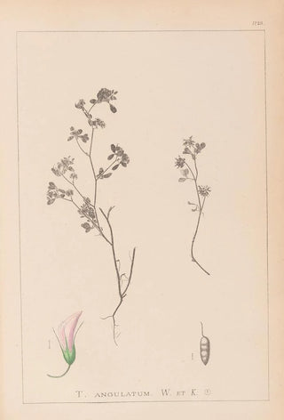 Herbier de la flore française Pl0362 - Louis Antoine Cusin — artwork view