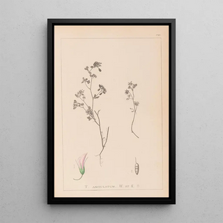 Herbier de la flore française Pl0362 - Louis Antoine Cusin — framed artwork on a wall