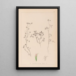 Herbier de la flore française Pl0363 - Louis Antoine Cusin — framed artwork on a wall
