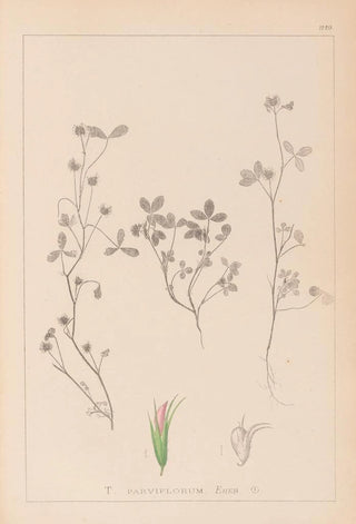Herbier de la flore française Pl0363 - Louis Antoine Cusin — artwork view