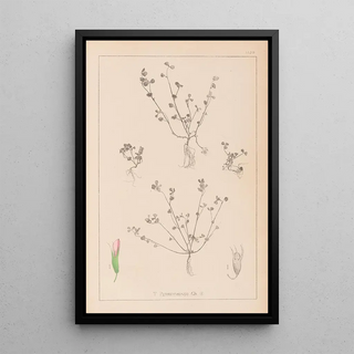 Herbier de la flore française Pl0364 - Louis Antoine Cusin — framed artwork on a wall