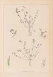 Herbier de la flore française Pl0364 - Louis Antoine Cusin — artwork view