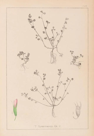 Herbier de la flore française Pl0364 - Louis Antoine Cusin — artwork view