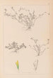 Herbier de la flore française Pl0365 - Louis Antoine Cusin — artwork view