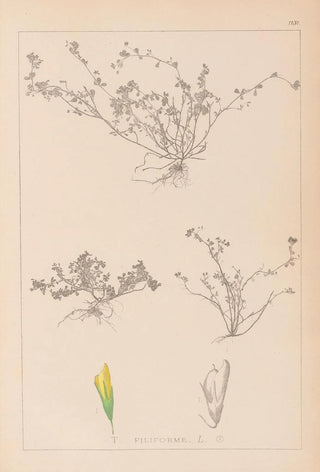 Herbier de la flore française Pl0365 - Louis Antoine Cusin — artwork view
