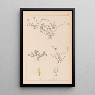Herbier de la flore française Pl0365 - Louis Antoine Cusin — framed artwork on a wall