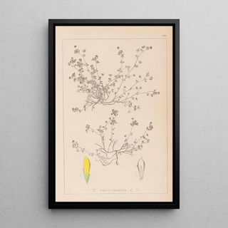 Herbier de la flore française Pl0366 - Louis Antoine Cusin — framed artwork on a wall