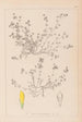 Herbier de la flore française Pl0366 - Louis Antoine Cusin — artwork view