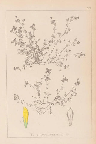 Herbier de la flore française Pl0366 - Louis Antoine Cusin — artwork view