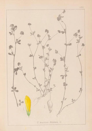 Herbier de la flore française Pl0367 - Louis Antoine Cusin — artwork view
