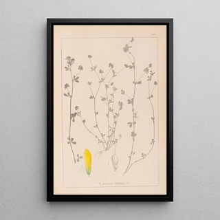 Herbier de la flore française Pl0367 - Louis Antoine Cusin — framed artwork on a wall